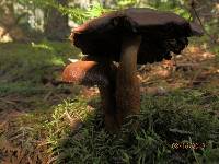 Cortinarius limonius image