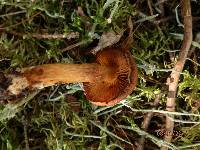 Cortinarius limonius image