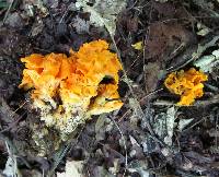 Craterellus odoratus image