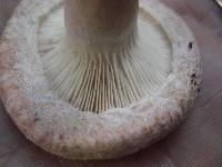 Lactarius pubescens image