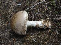 Amanita spreta image