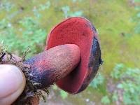 Boletus luridiformis image