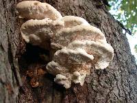 Fomitopsis spraguei image