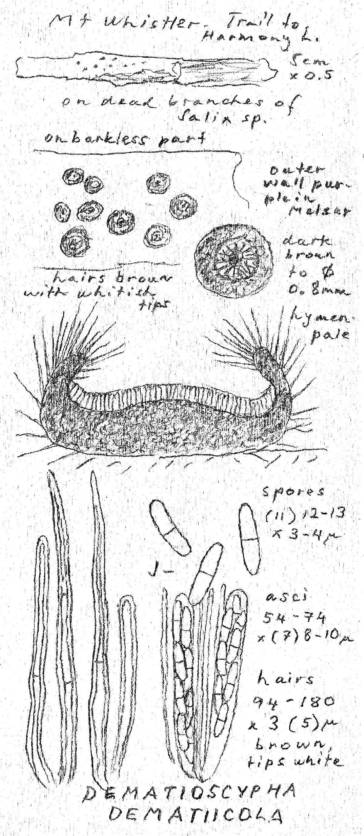 Dematioscypha dematiicola image