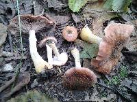 Armillaria sinapina image