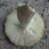 Russula parvovirescens image