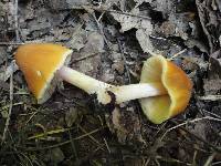 Pluteus flavofuligineus image