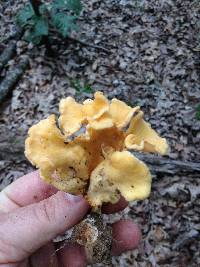 Craterellus odoratus image