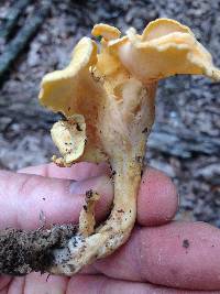 Craterellus odoratus image