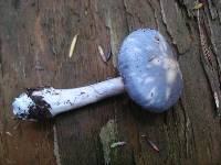 Cortinarius iodes image