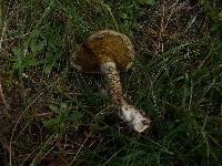 Suillus americanus image