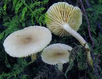 Lactarius griseus image