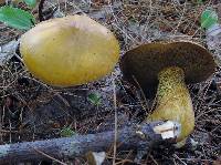 Suillus punctipes image