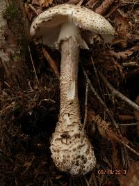 Amanita atkinsoniana image