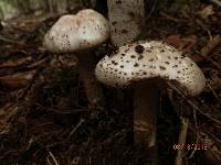 Amanita atkinsoniana image