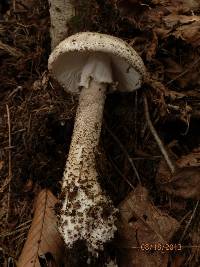 Amanita atkinsoniana image