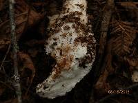 Amanita atkinsoniana image