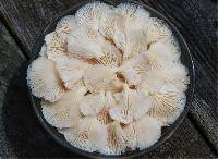 Pleurotus pulmonarius image