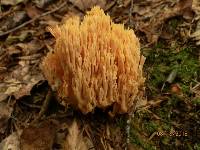 Ramaria formosa image