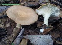 Clitocybe gibba image