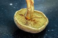 Gymnopilus punctifolius image