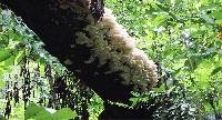 Pleurotus pulmonarius image
