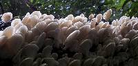 Pleurotus pulmonarius image