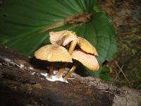 Entoloma formosum image