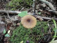 Entoloma formosum image