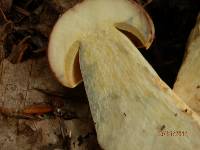 Boletus huronensis image