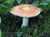 Russula paludosa image