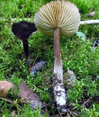 Lactarius lignyotus image