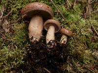 Lactarius affinis image