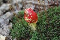 Amanita parcivolvata image