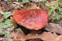 Rubroboletus dupainii image