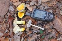 Russula flavida image