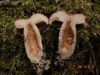 Lactarius affinis image