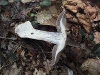 Cortinarius alboviolaceus image