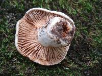 Russula eccentrica image