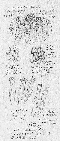 Climacocystis borealis image