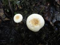 Lactarius pubescens var. betulae image