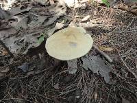 Leccinum versipelle image