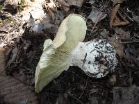 Leucopaxillus tricolor image