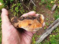 Fomitopsis schrenkii image