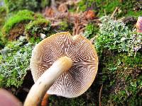 Hypholoma capnoides image