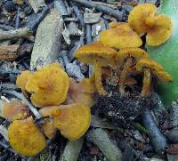 Calocybe naucoria image