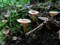 Lactarius griseus image