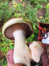 Hygrophorus erubescens image