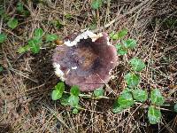 Russula xerampelina image