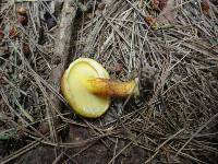 Suillus grevillei image